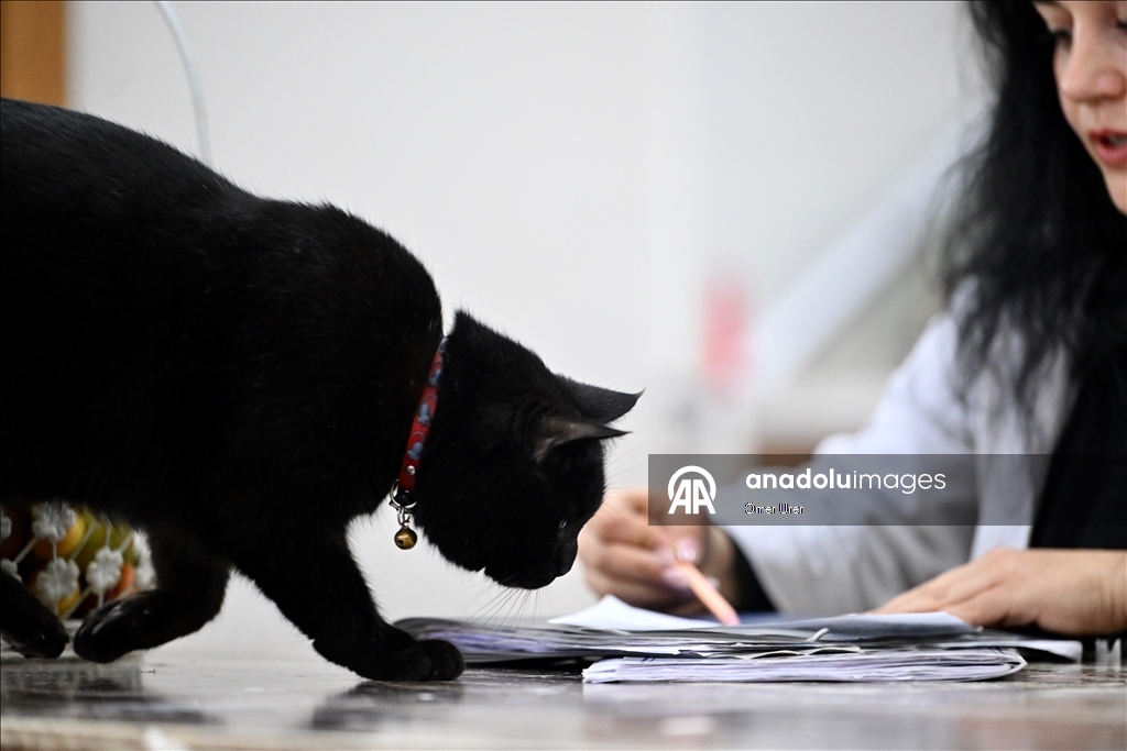 Sevimli kedi "Şükufe" kursiyerlerin neşe kaynağı oldu