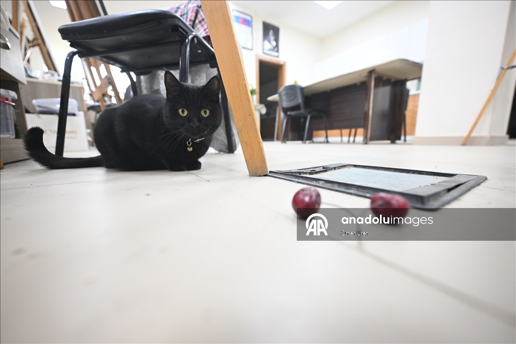 Sevimli kedi "Şükufe" kursiyerlerin neşe kaynağı oldu