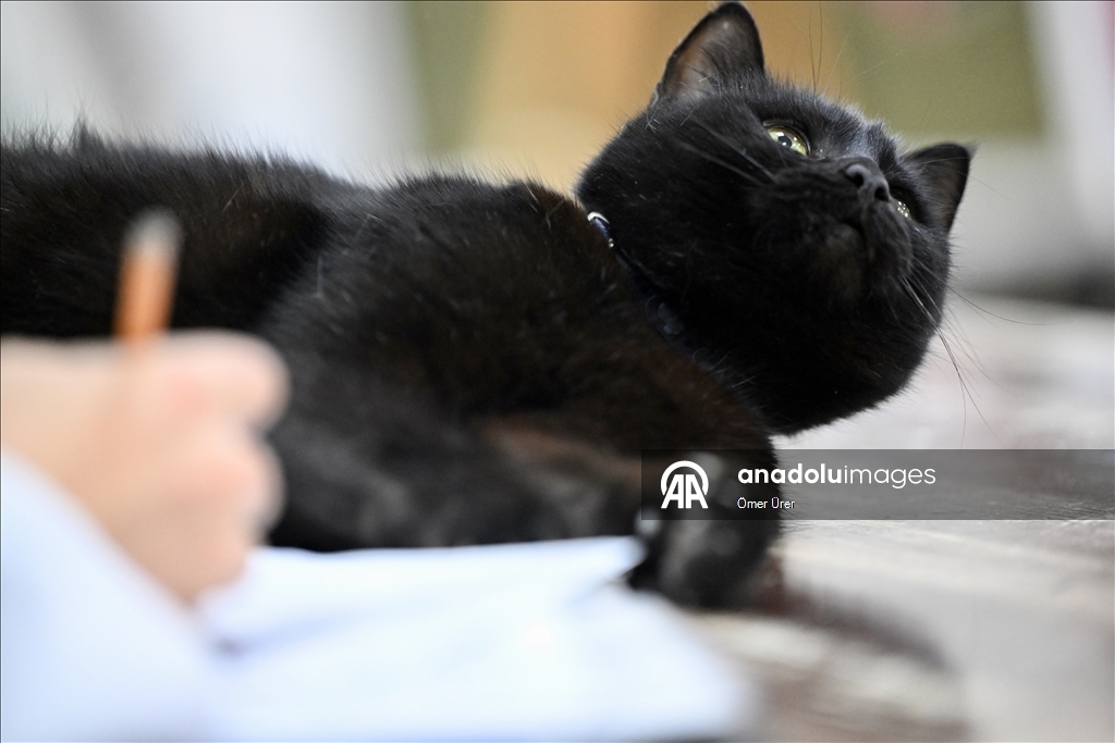 Sevimli kedi "Şükufe" kursiyerlerin neşe kaynağı oldu