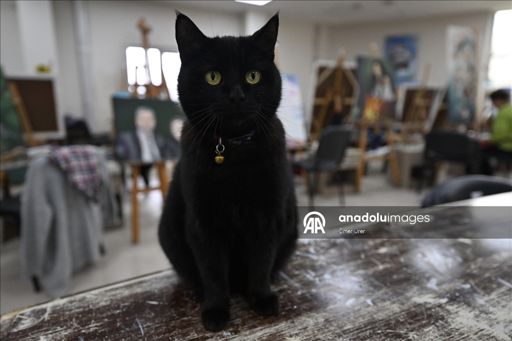 Sevimli kedi "Şükufe" kursiyerlerin neşe kaynağı oldu