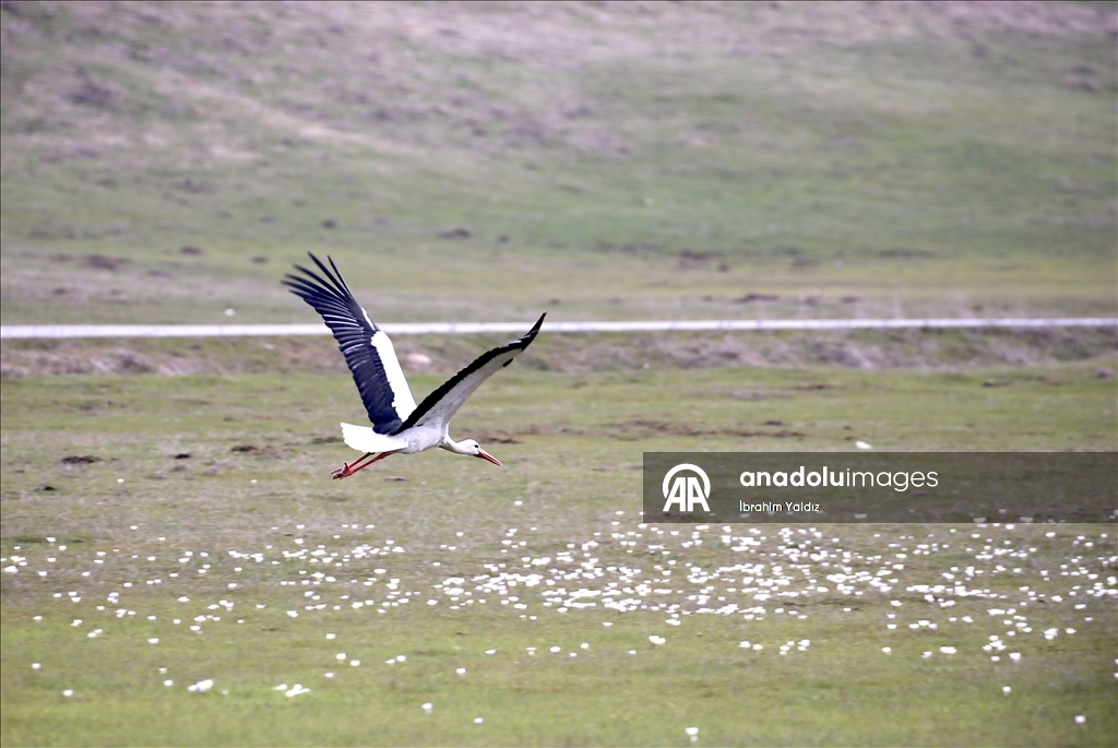 Heralding spring: Storks in Turkiye's Mus