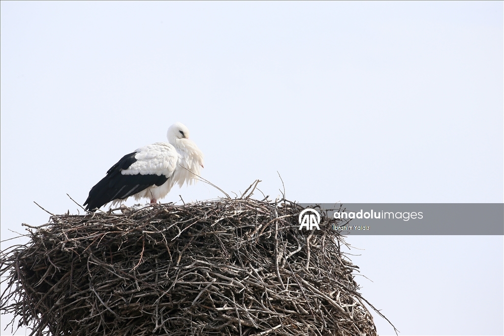 Heralding spring: Storks in Turkiye's Mus
