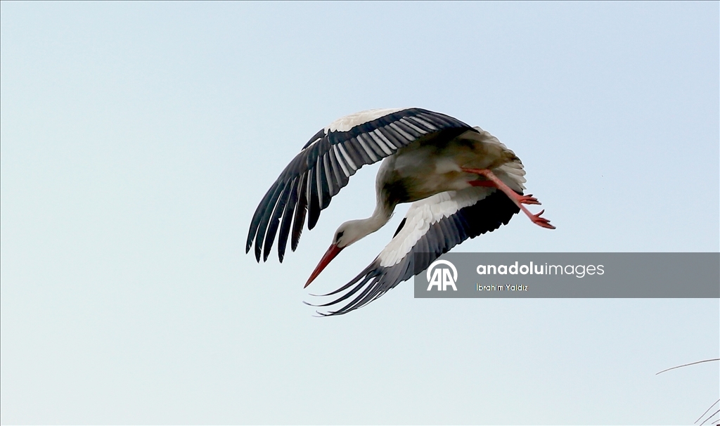 Heralding spring: Storks in Turkiye's Mus