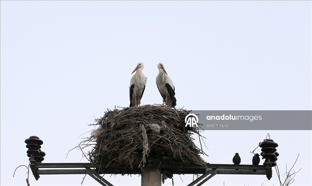Heralding spring: Storks in Turkiye's Mus