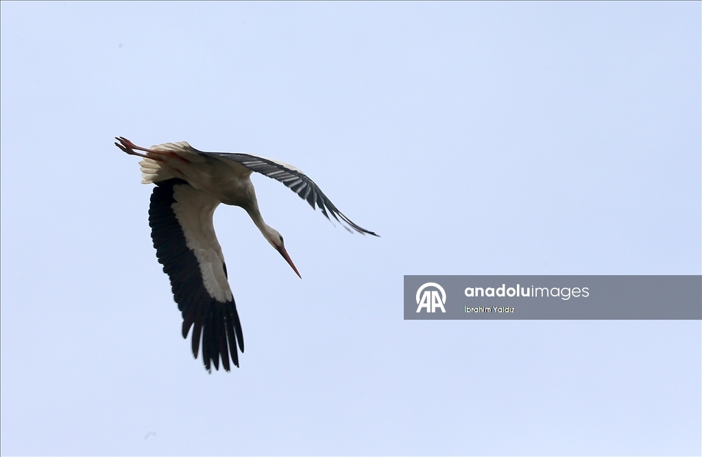 Heralding spring: Storks in Turkiye's Mus