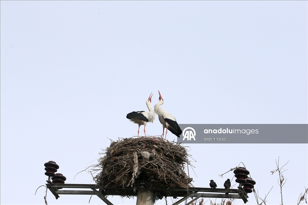 Heralding spring: Storks in Turkiye's Mus
