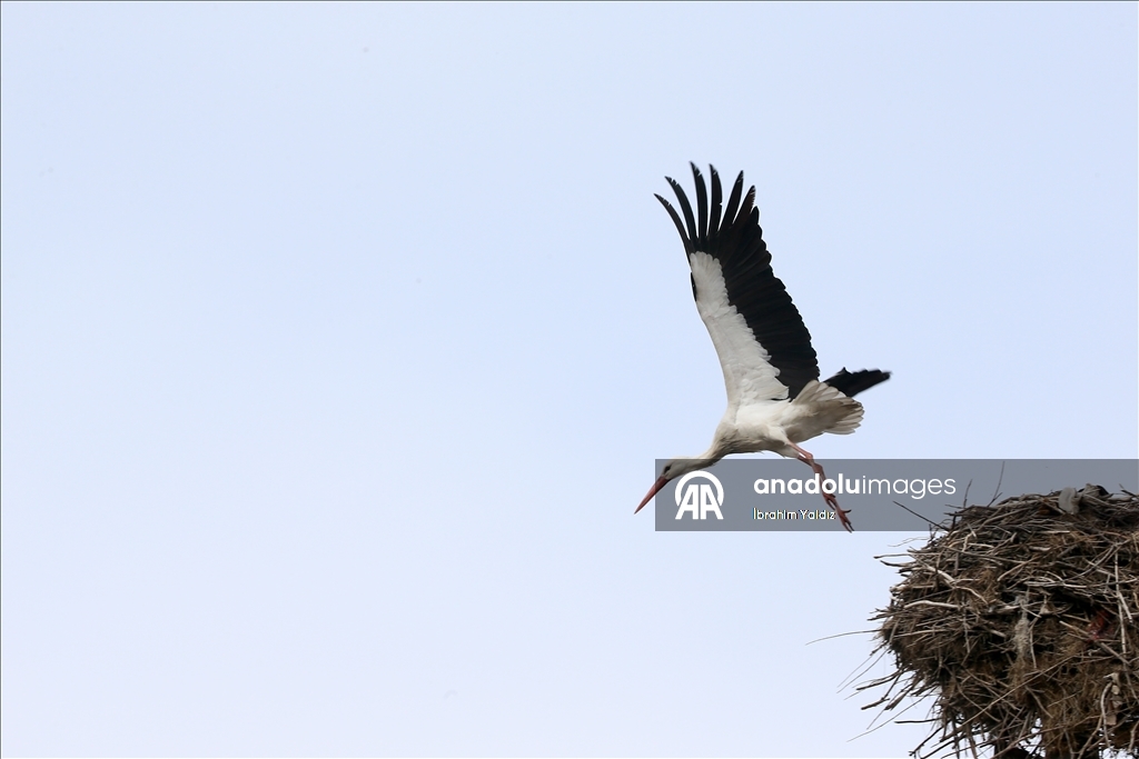 Heralding spring: Storks in Turkiye's Mus