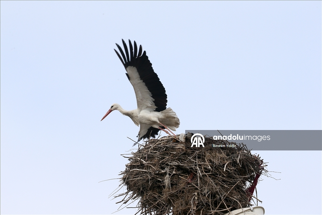 Heralding spring: Storks in Turkiye's Mus