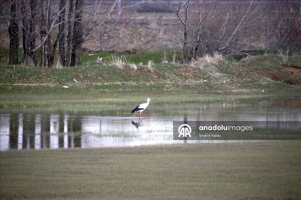 Heralding spring: Storks in Turkiye's Mus