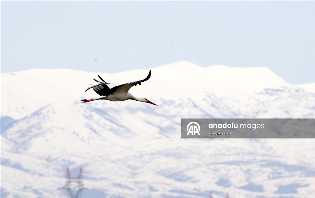 Heralding spring: Storks in Turkiye's Mus