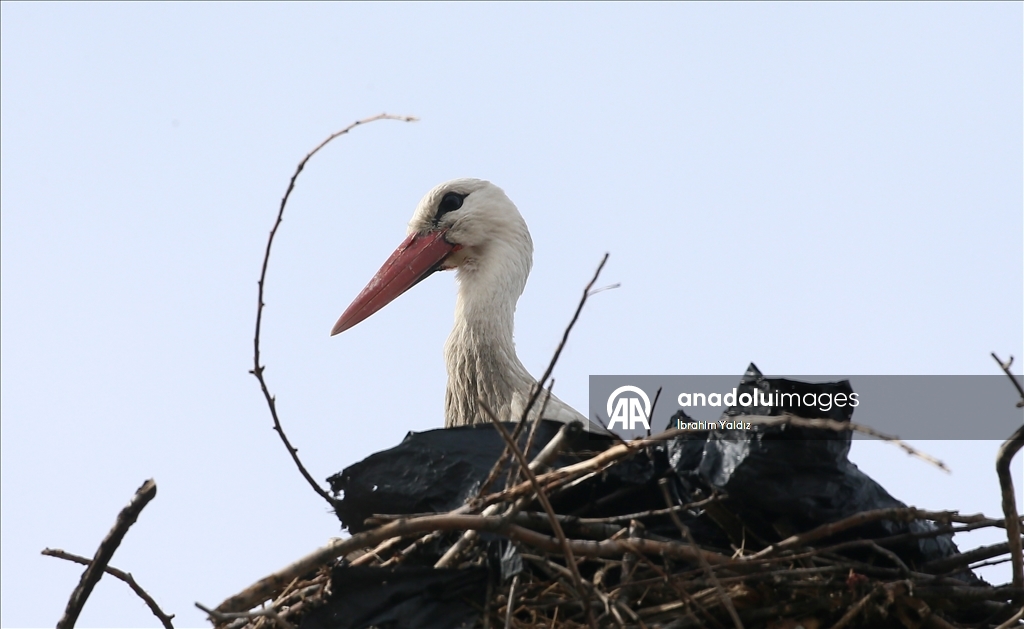 Heralding spring: Storks in Turkiye's Mus