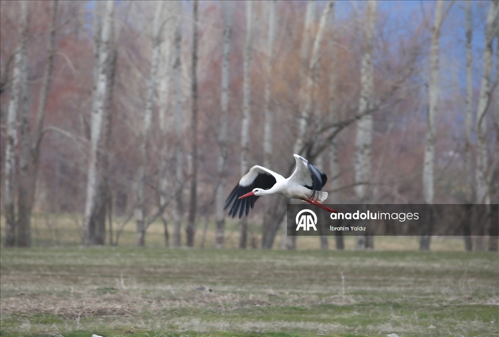 Heralding spring: Storks in Turkiye's Mus