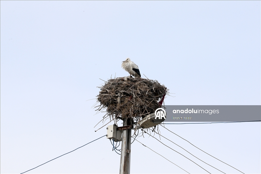 Heralding spring: Storks in Turkiye's Mus