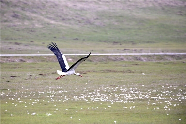 Heralding spring: Storks in Turkiye's Mus