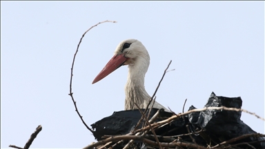 'Baharın habercisi' leylekler Muş Ovası'ndaki yuvalarına dönmeye başladı