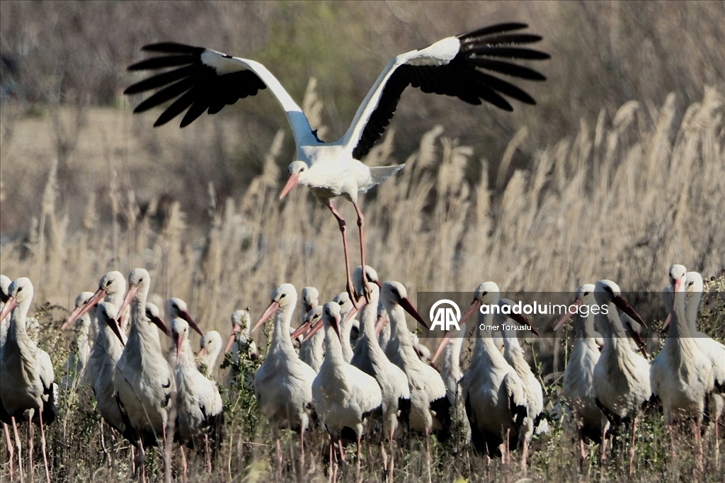Baharın yüzünü gösterdiği Mersin, leylek ve pelikan sürülerini ağırlıyor