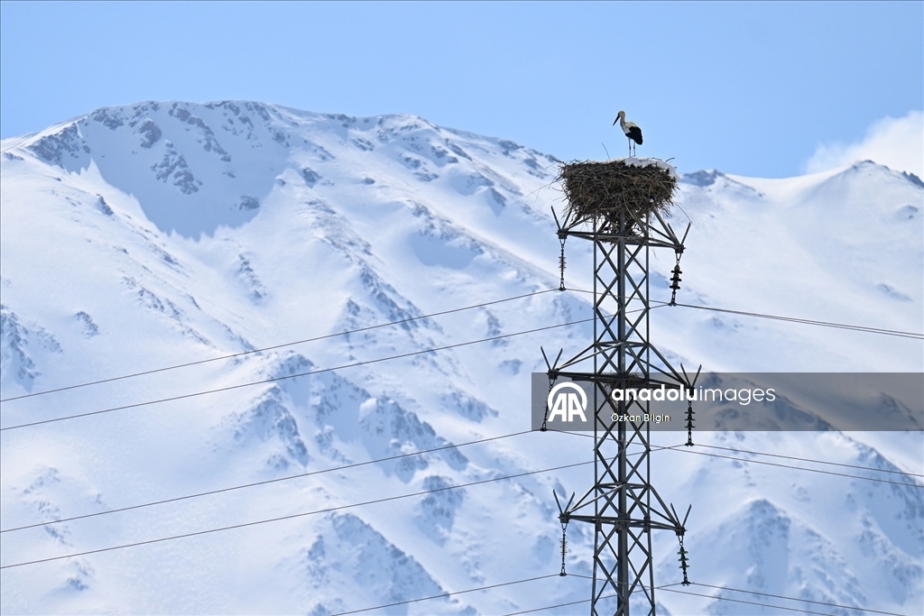 Baharın müjdecisi leyleğe kar sürprizi
