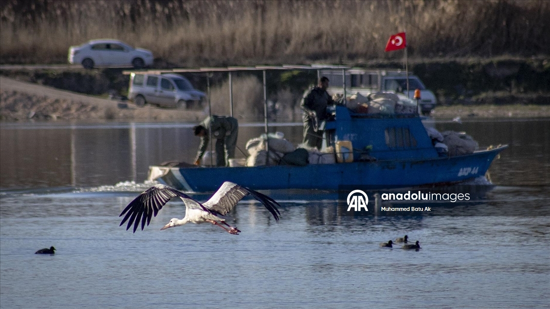 "Baharın müjdecisi" leylekler Karakaya Barajı etrafındaki yuvalarına dönmeye başladı