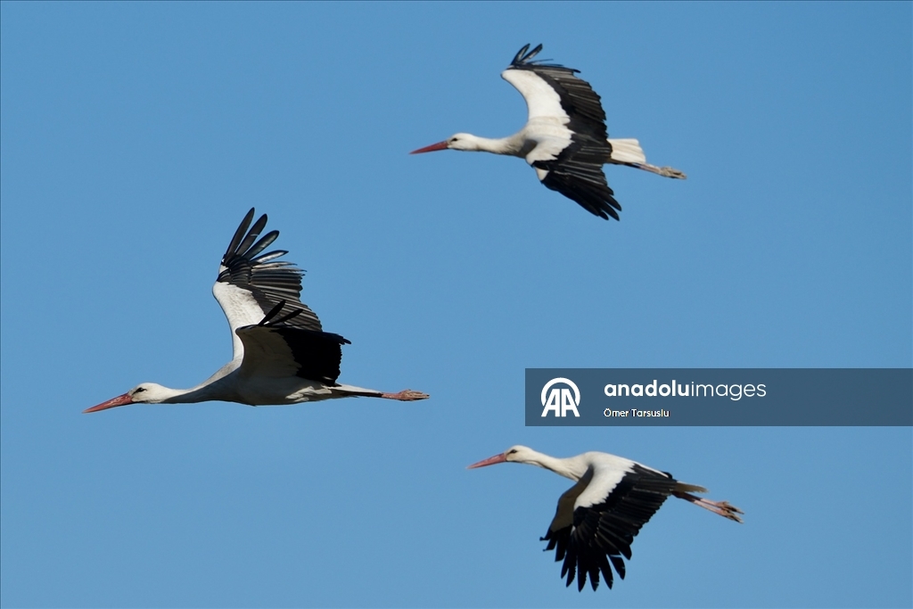 Baharın yüzünü gösterdiği Mersin, leylek ve pelikan sürülerini ağırlıyor