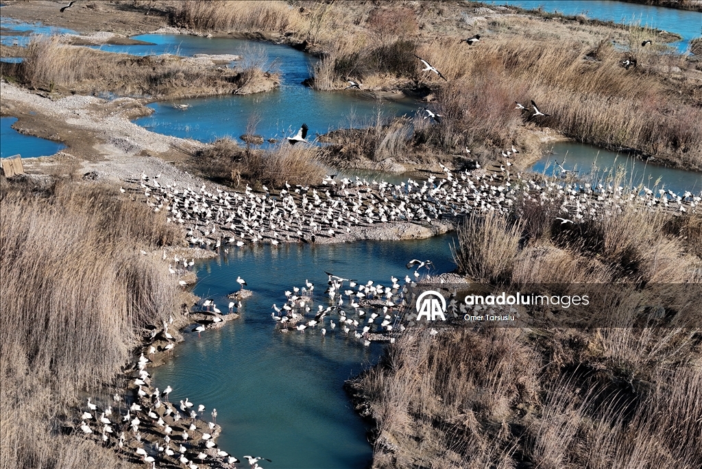 تركيا.. طيور مهاجرة تحطّ رحالها في مرسين إيذانا بقدوم الربيع