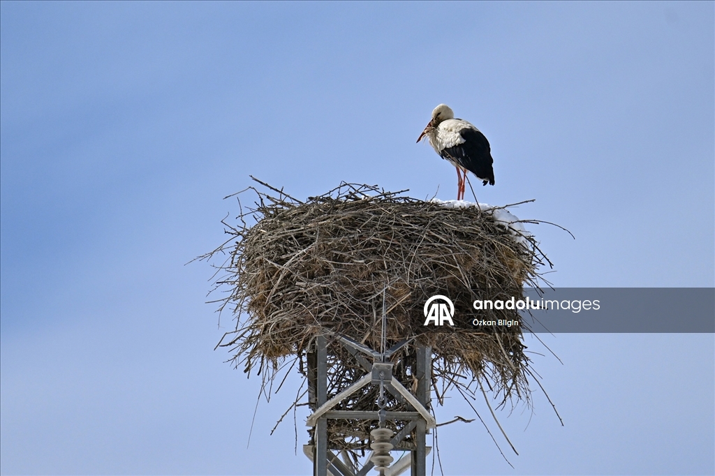 Baharın müjdecisi leyleğe kar sürprizi