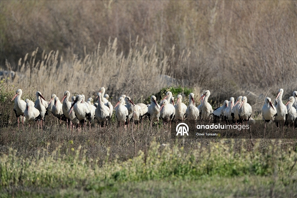 Baharın yüzünü gösterdiği Mersin, leylek ve pelikan sürülerini ağırlıyor