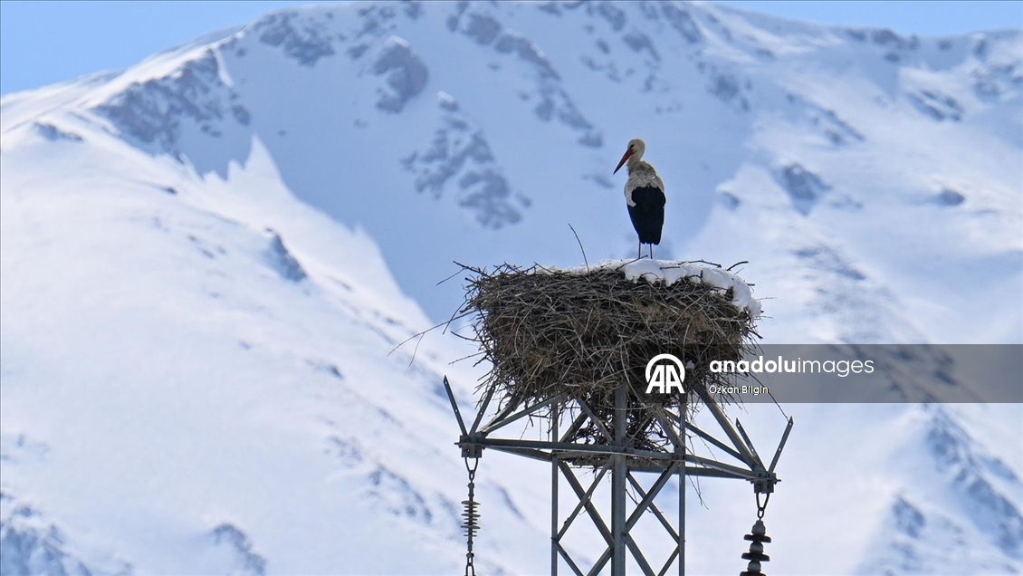 Baharın müjdecisi leyleğe kar sürprizi