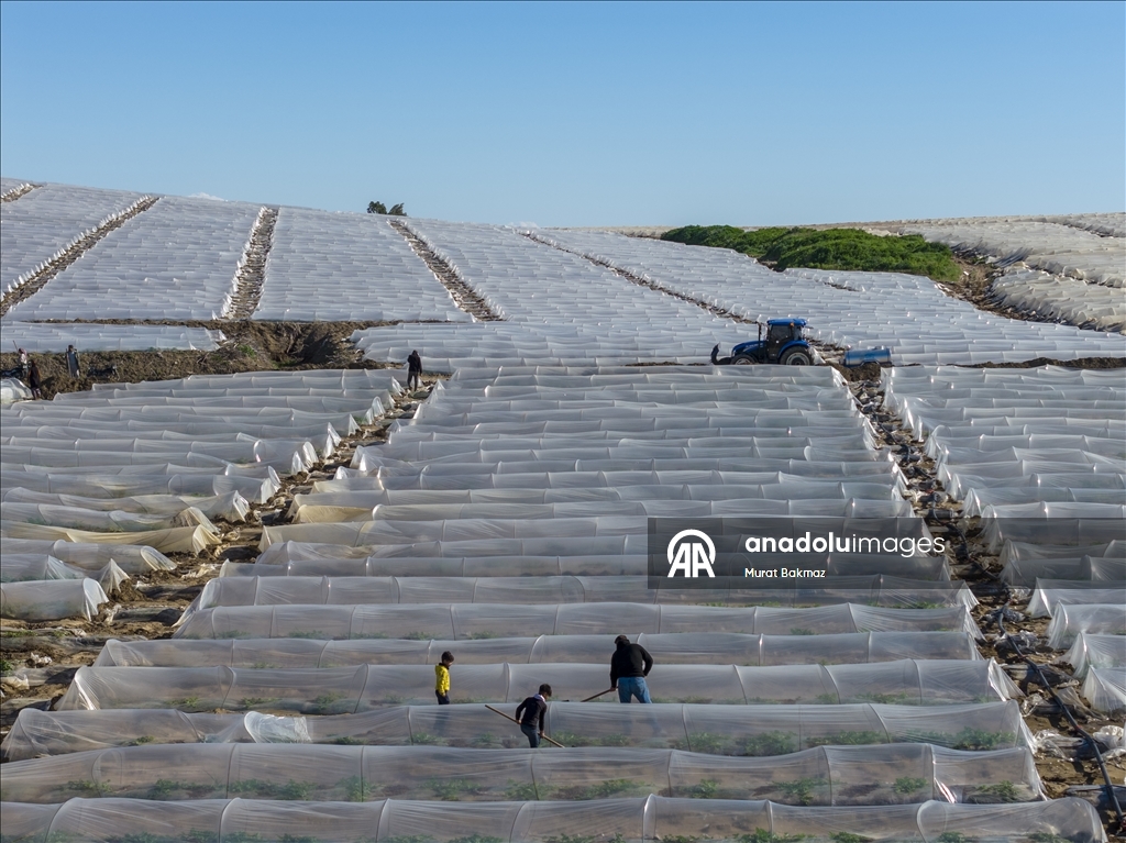 Adana’da karpuz üreticileri fidelerini korumak için büyük çaba sarf ediyor