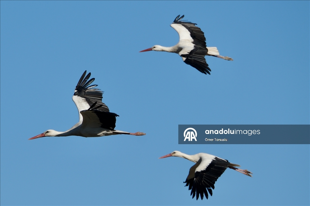 تركيا.. طيور مهاجرة تحطّ رحالها في مرسين إيذانا بقدوم الربيع