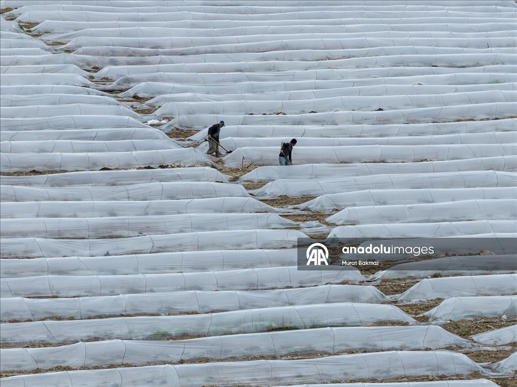 Adana’da karpuz üreticileri fidelerini korumak için büyük çaba sarf ediyor