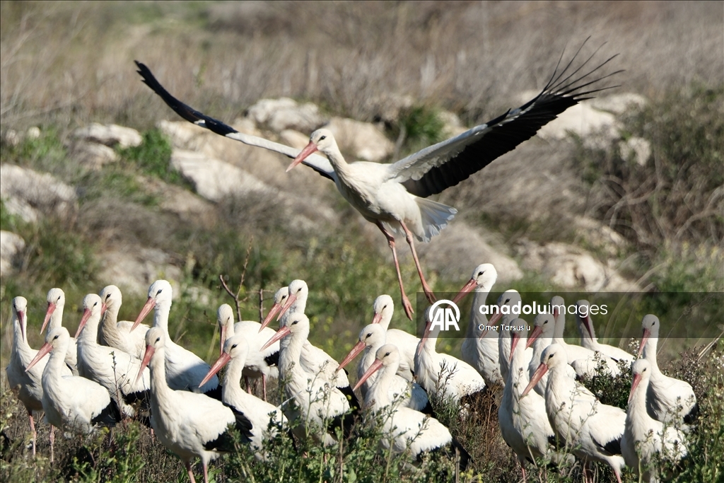 تركيا.. طيور مهاجرة تحطّ رحالها في مرسين إيذانا بقدوم الربيع