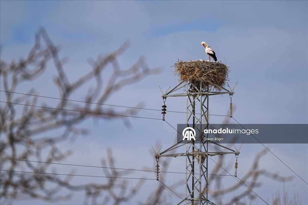 Baharın müjdecisi leyleğe kar sürprizi