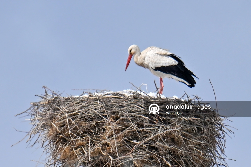 Baharın müjdecisi leyleğe kar sürprizi