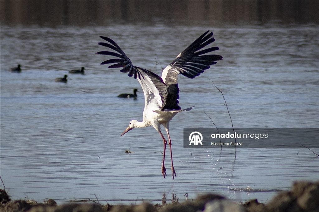 "Baharın müjdecisi" leylekler Karakaya Barajı etrafındaki yuvalarına dönmeye başladı