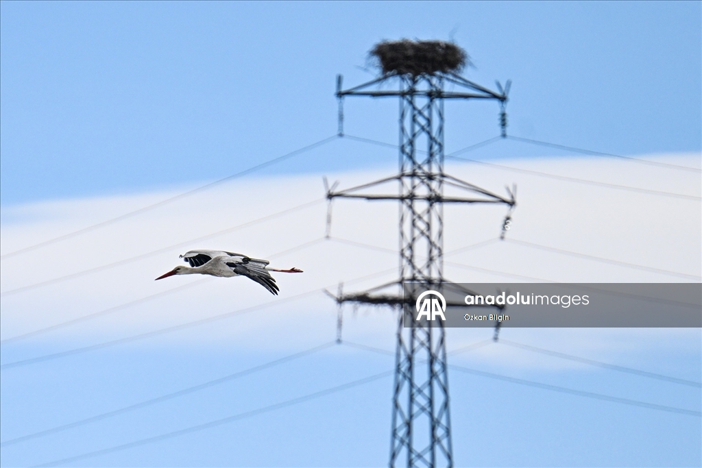 Baharın müjdecisi leyleğe kar sürprizi