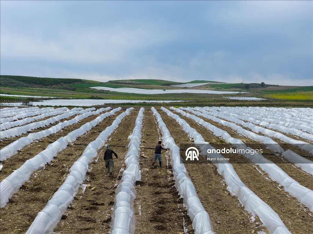 Adana’da karpuz üreticileri fidelerini korumak için büyük çaba sarf ediyor