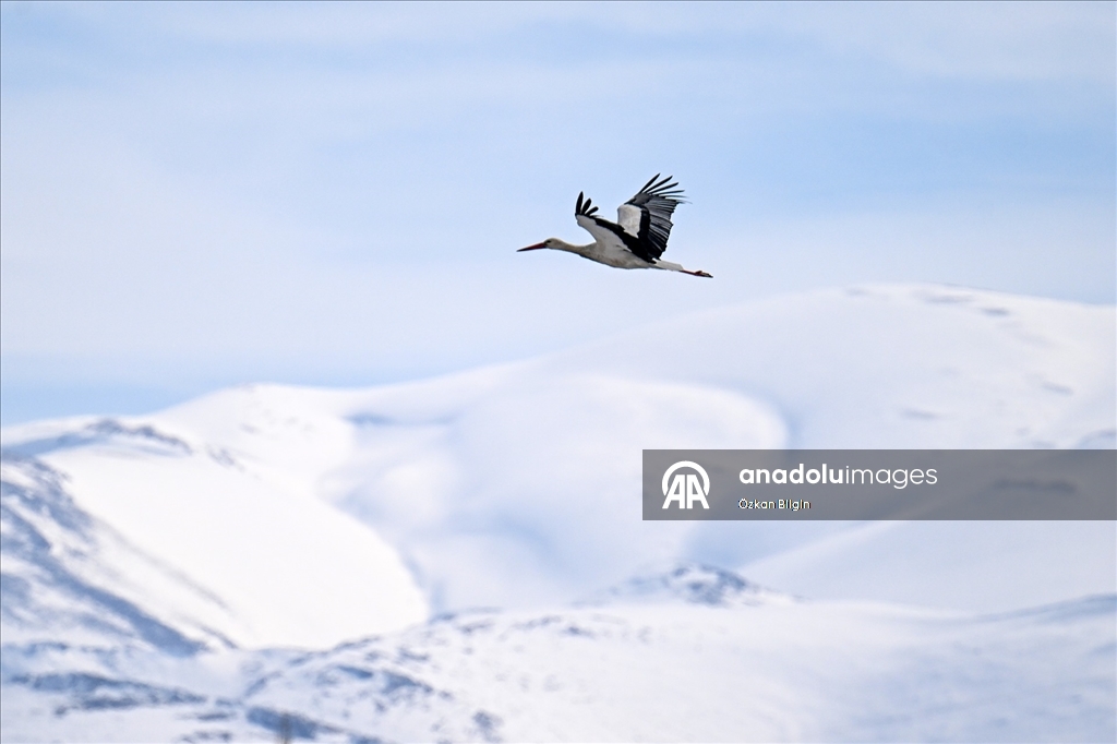 Baharın müjdecisi leyleğe kar sürprizi