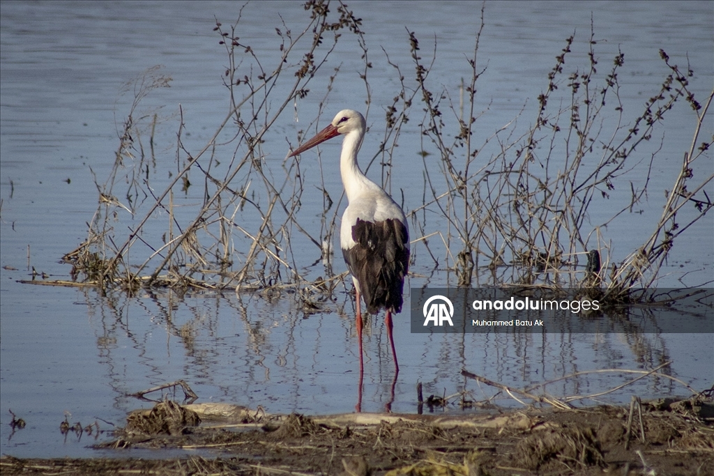 "Baharın müjdecisi" leylekler Karakaya Barajı etrafındaki yuvalarına dönmeye başladı