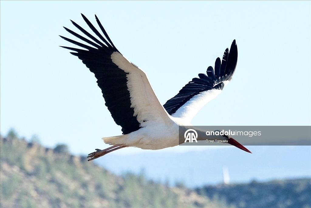 Baharın yüzünü gösterdiği Mersin, leylek ve pelikan sürülerini ağırlıyor
