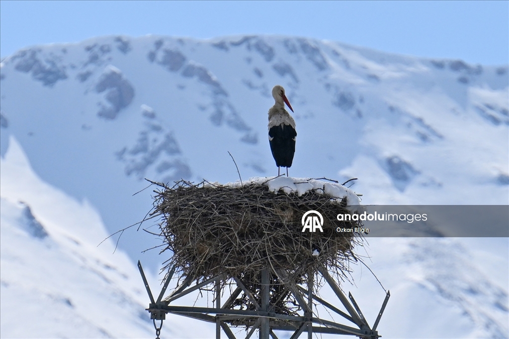 Baharın müjdecisi leyleğe kar sürprizi