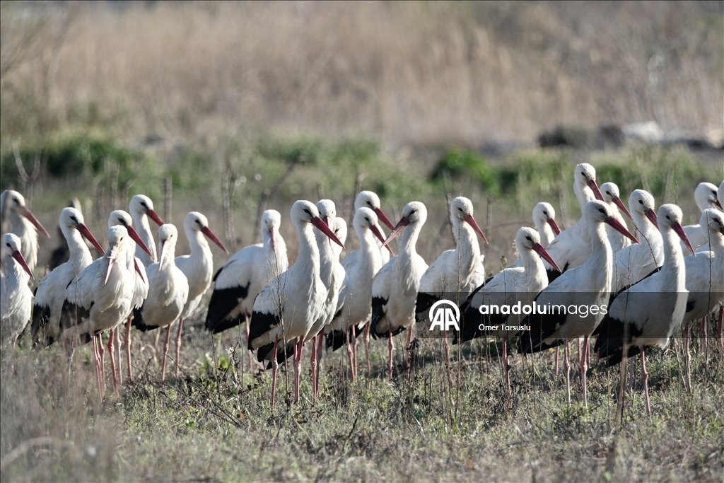 تركيا.. طيور مهاجرة تحطّ رحالها في مرسين إيذانا بقدوم الربيع