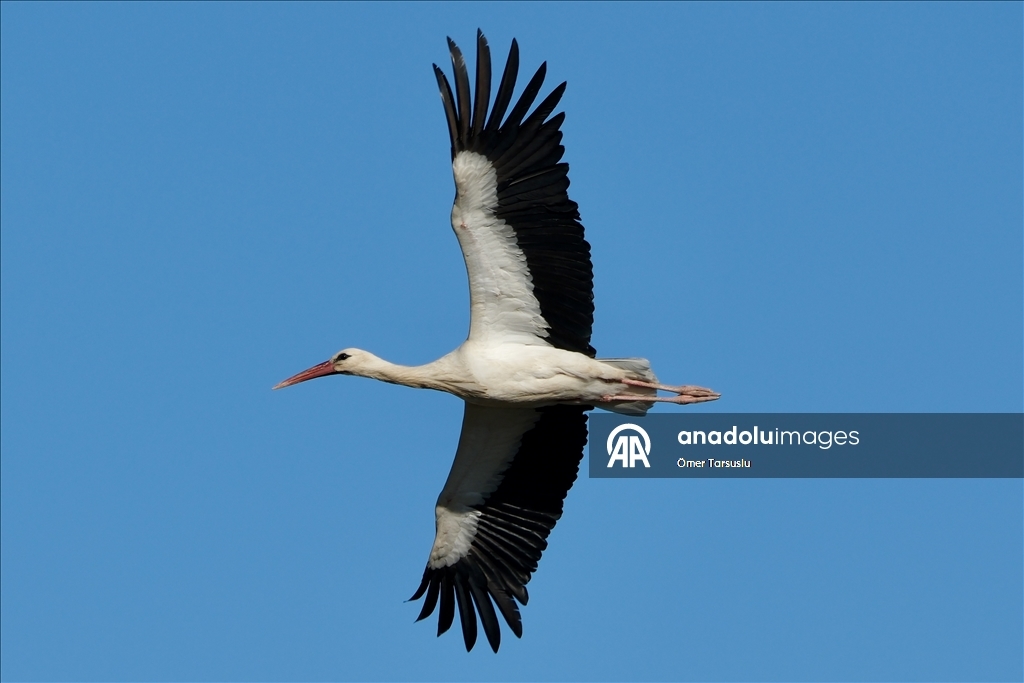 تركيا.. طيور مهاجرة تحطّ رحالها في مرسين إيذانا بقدوم الربيع