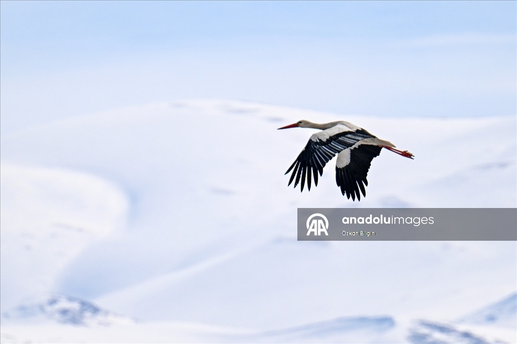 Baharın müjdecisi leyleğe kar sürprizi