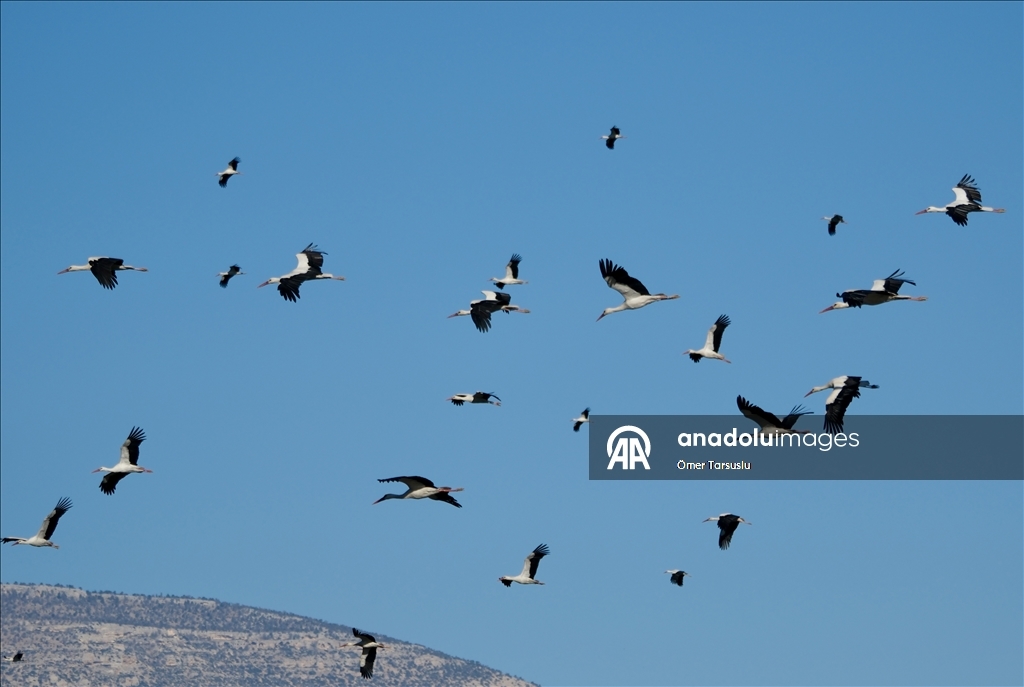 تركيا.. طيور مهاجرة تحطّ رحالها في مرسين إيذانا بقدوم الربيع