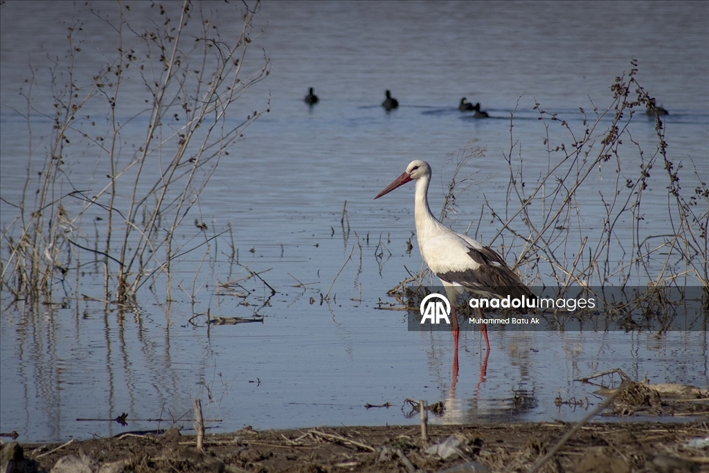 "Baharın müjdecisi" leylekler Karakaya Barajı etrafındaki yuvalarına dönmeye başladı