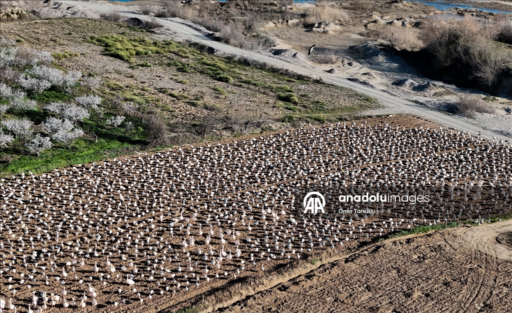 تركيا.. طيور مهاجرة تحطّ رحالها في مرسين إيذانا بقدوم الربيع