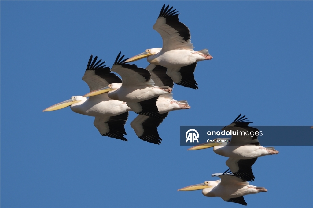 تركيا.. طيور مهاجرة تحطّ رحالها في مرسين إيذانا بقدوم الربيع