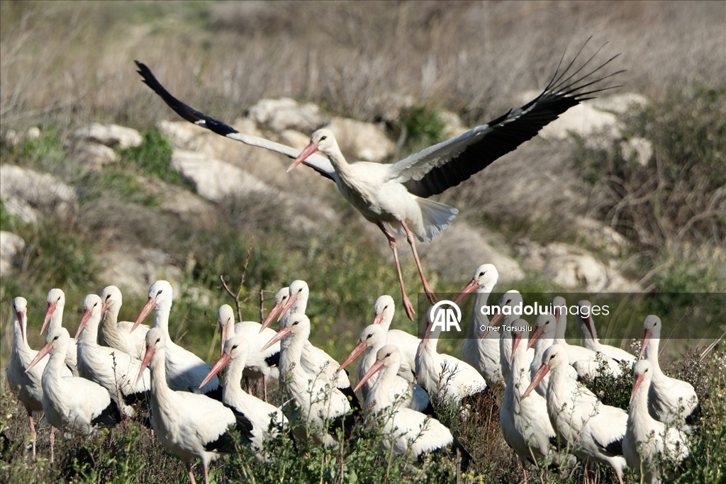 Baharın yüzünü gösterdiği Mersin, leylek ve pelikan sürülerini ağırlıyor