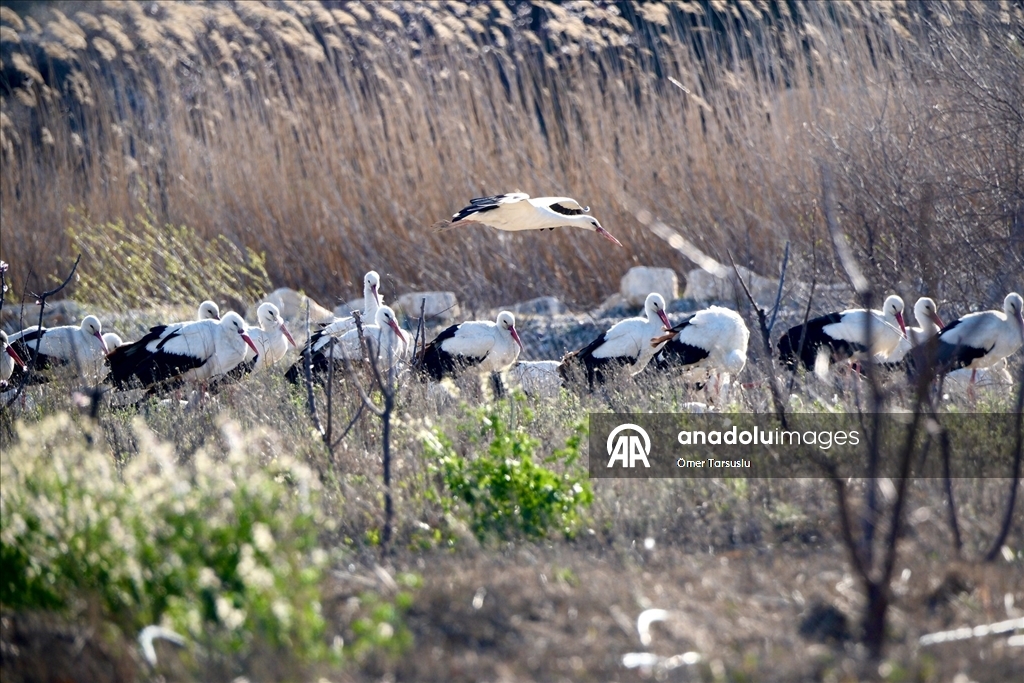Baharın yüzünü gösterdiği Mersin, leylek ve pelikan sürülerini ağırlıyor