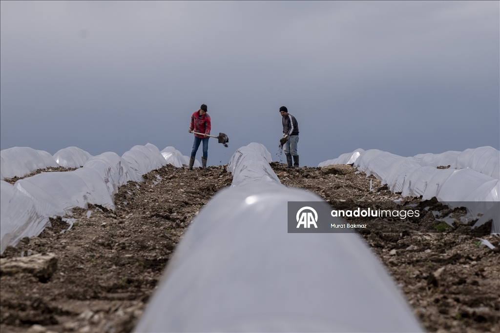 Adana’da karpuz üreticileri fidelerini korumak için büyük çaba sarf ediyor